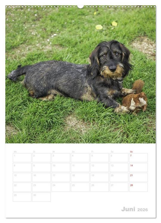 Produktbild: Der Dackel - mein kleiner Freund (hochwertiger Premium Wandkalender 2026 DIN A2 hoch), Kunstdruck in Hochglanz