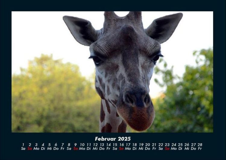 Produktbild: Giraffen 2025 Fotokalender DIN A4