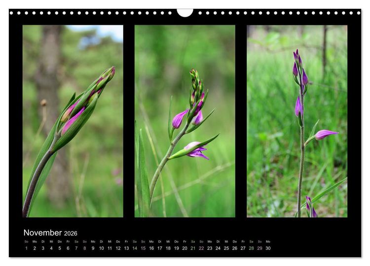 Produktbild: Heimische Orchideen im Dreierpack (Wandkalender 2026 DIN A3 quer), CALVENDO Monatskalender