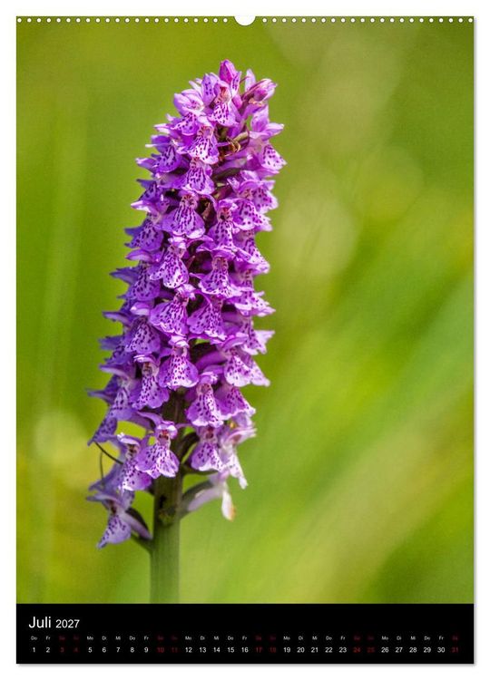 Produktbild: Im richtigen Licht: Wilde Orchideen in S&uuml;dbayern (hochwertiger Premium Wandkalender 2027 DIN A2 hoch), Kunstdruck in Hochglanz