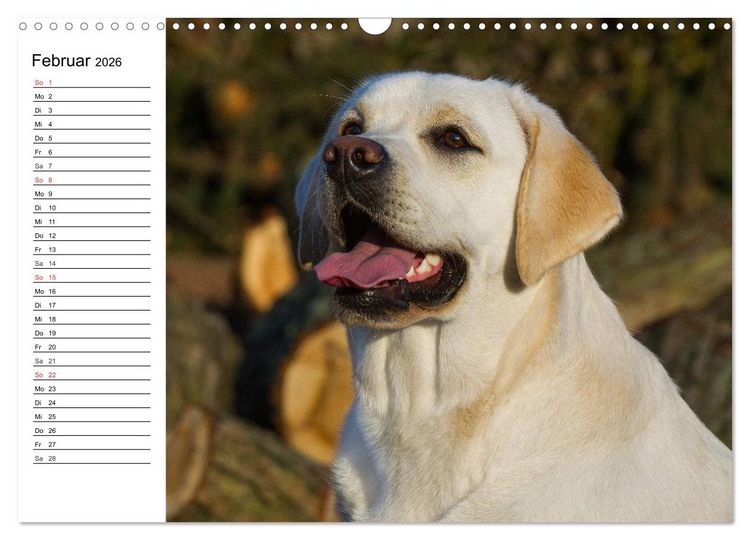 Produktbild: Labrador Retriever - Freunde f&uuml;r&acute;s Leben (Wandkalender 2026 DIN A3 quer), CALVENDO Monatskalender