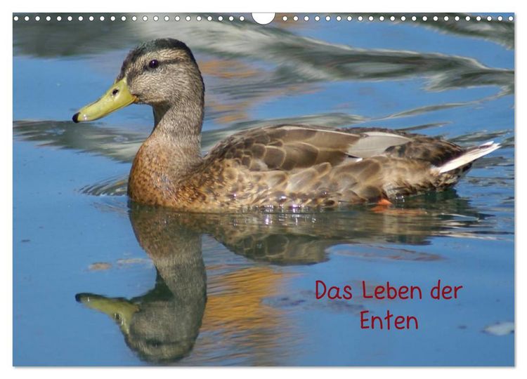 Produktbild: Das Leben der Enten (Wandkalender 2026 DIN A3 quer), CALVENDO Monatskalender