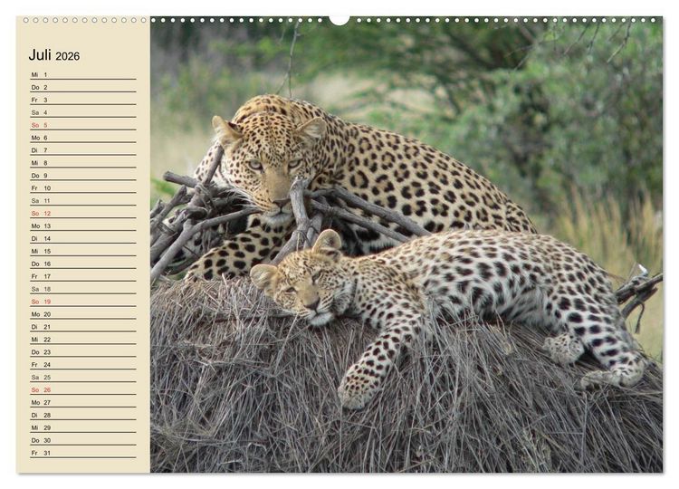 Produktbild: Die Lautlosen. Geparden und Leoparden (Wandkalender 2026 DIN A2 quer), CALVENDO Monatskalender