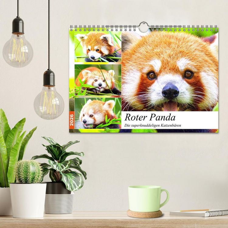 Produktbild: Roter Panda. Die superknuddeligen Katzenb&auml;ren (Wandkalender 2026 DIN A4 quer), CALVENDO Monatskalender
