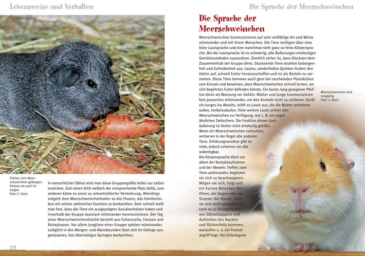 Produktbild: Meerschweinchen