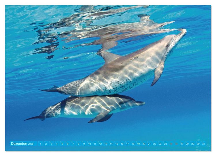 Produktbild: Tiere des Meeres: Faszination Tauchen (Wandkalender 2026 DIN A3 quer), CALVENDO Monatskalender