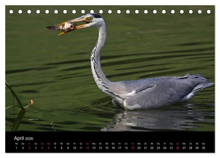 Produktbild: Aus dem Leben der Graureiher (Tischkalender 2026 DIN A5 quer), CALVENDO Monatskalender