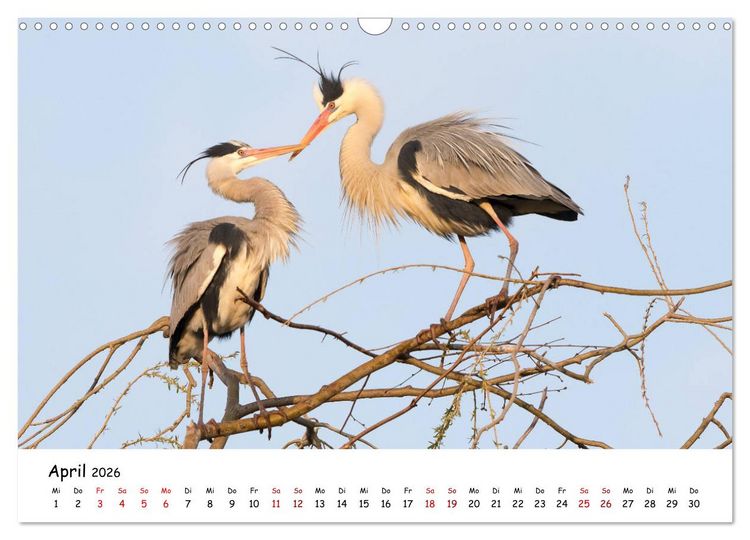 Produktbild: Die Graureiher vom Ahnepark (Wandkalender 2026 DIN A3 quer), CALVENDO Monatskalender