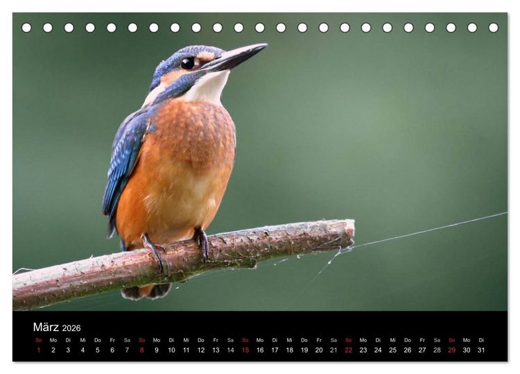 Produktbild: IM LAND DER EISV&Ouml;GEL (Tischkalender 2026 DIN A5 quer), CALVENDO Monatskalender