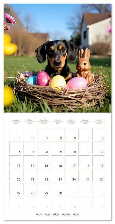 Produktbild: Dachshunds - lovely little dogs (Wall Calendar 2026 12 &times; 12 Inch) CALVENDO 12 Month Wall Calendar