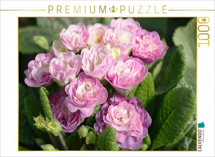 Produktbild: CALVENDO Puzzle Gef&uuml;llte Primeln | 1000 Teile Lege-Gr&ouml;&szlig;e 64x48cm Foto-Puzzle f&uuml;r gl&uuml;ckliche Stunden