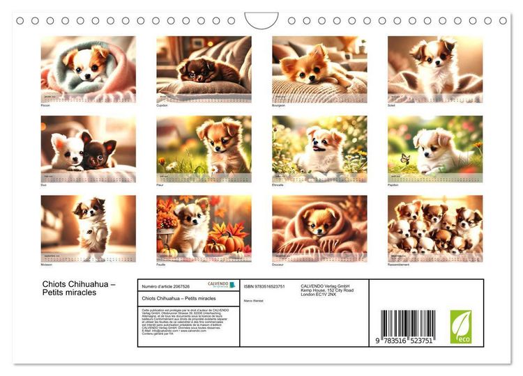 Produktbild: Chiots Chihuahua - Petits miracles (Calendrier mural 2026 DIN A4 vertical), CALVENDO calendrier mensuel