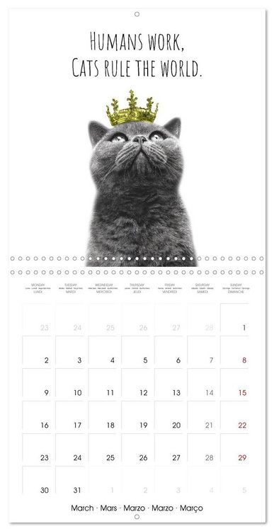 Produktbild: Purrfectly Cool Cats (Wall Calendar 2026 12 &times; 12 Inch) CALVENDO 12 Month Wall Calendar