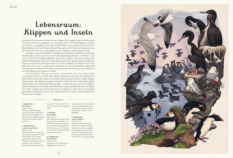 Produktbild: Das Museum der V&ouml;gel