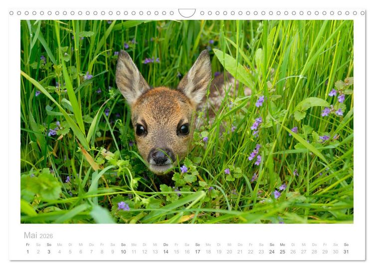 Produktbild: Rehwild 2026 (Wandkalender 2026 DIN A3 quer), CALVENDO Monatskalender
