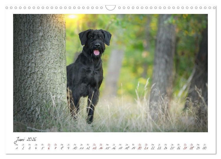 Produktbild: Riesenschnauzer - Treue Partner (Wandkalender 2026 DIN A3 quer), CALVENDO Monatskalender