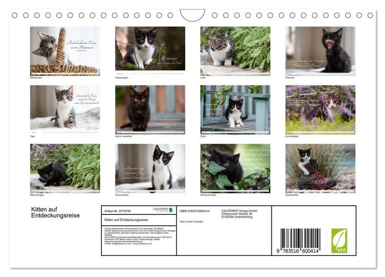 Produktbild: Kitten auf Entdeckungsreise (Wandkalender 2026 DIN A4 quer), CALVENDO Monatskalender