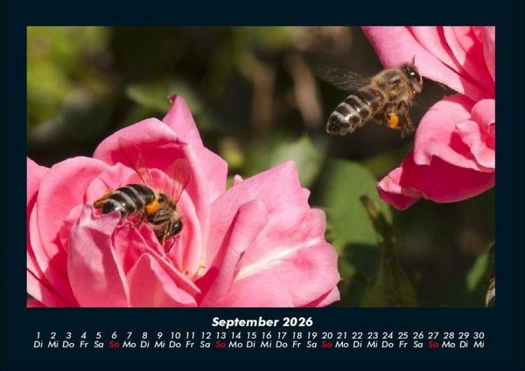 Produktbild: Rosen-Kalender 2026 Fotokalender DIN A4