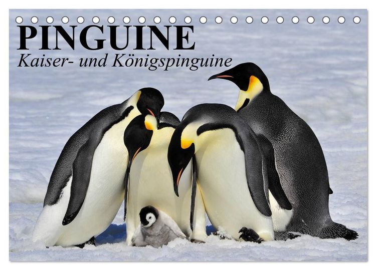 Produktbild: Pinguine - Kaiser- und K&ouml;nigspinguine (Tischkalender 2026 DIN A5 quer), CALVENDO Monatskalender