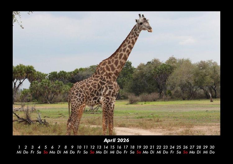 Produktbild: Giraffen 2026 Fotokalender DIN A3
