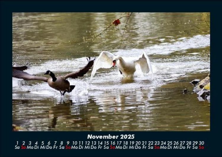 Produktbild: Welt der Tiere 2025 Fotokalender DIN A5