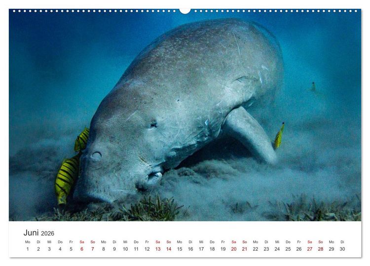 Produktbild: Faszination blaue Welt (hochwertiger Premium Wandkalender 2026 DIN A2 quer), Kunstdruck in Hochglanz