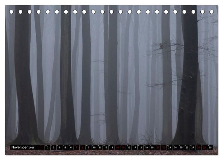 Produktbild: Rotbuchen (Tischkalender 2026 DIN A5 quer), CALVENDO Monatskalender