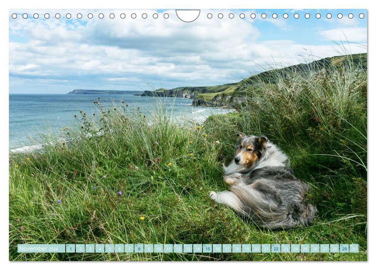Produktbild: Highland-Collies - Auf vier Pfoten durch Schottland und Irland (Wandkalender 2026 DIN A4 quer), CALVENDO Monatskalender