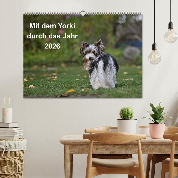 Produktbild: Mit dem Yorki durch das Jahr 2026 (Wandkalender 2026 DIN A2 quer), CALVENDO Monatskalender