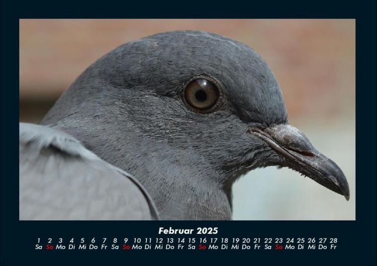 Produktbild: Vogelparadies 2025 Fotokalender DIN A4