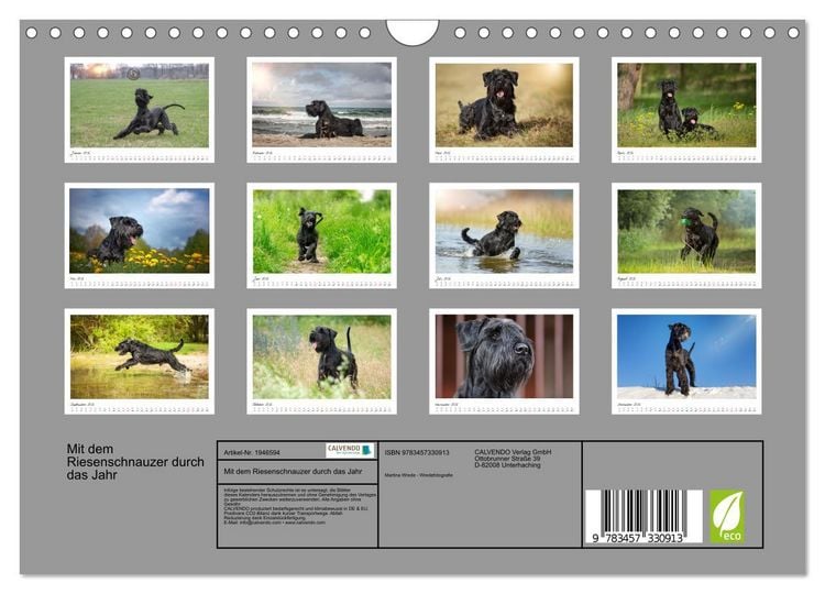 Produktbild: Mit dem Riesenschnauzer durch das Jahr (Wandkalender 2026 DIN A4 quer), CALVENDO Monatskalender