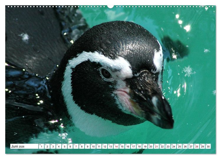 Produktbild: Tierische Fracktr&auml;ger (Wandkalender 2026 DIN A2 quer), CALVENDO Monatskalender