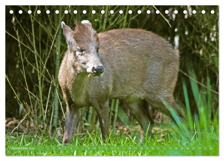 Produktbild: Leben im Dschungel: Der Regenwald ist ein Paradies f&uuml;r Tiere (Tischkalender 2026 DIN A5 quer), CALVENDO Monatskalender