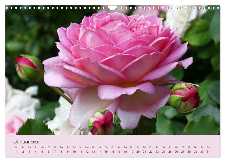 Produktbild: Rosen Reigen im Garten (Wandkalender 2026 DIN A3 quer), CALVENDO Monatskalender