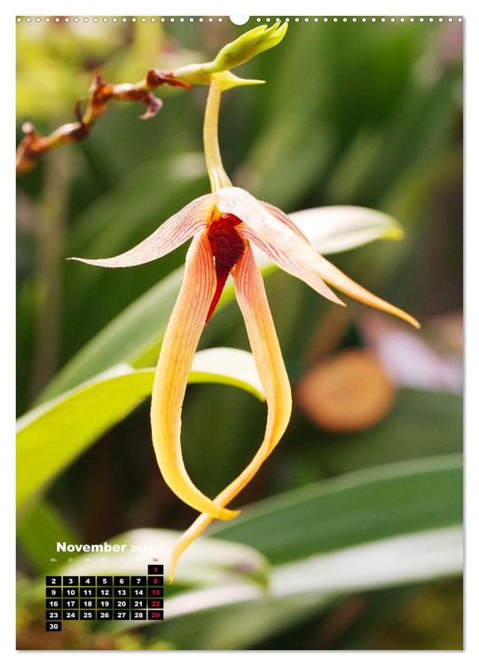 Produktbild: Kleine Orchideensch&auml;tze (hochwertiger Premium Wandkalender 2026 DIN A2 hoch), Kunstdruck in Hochglanz