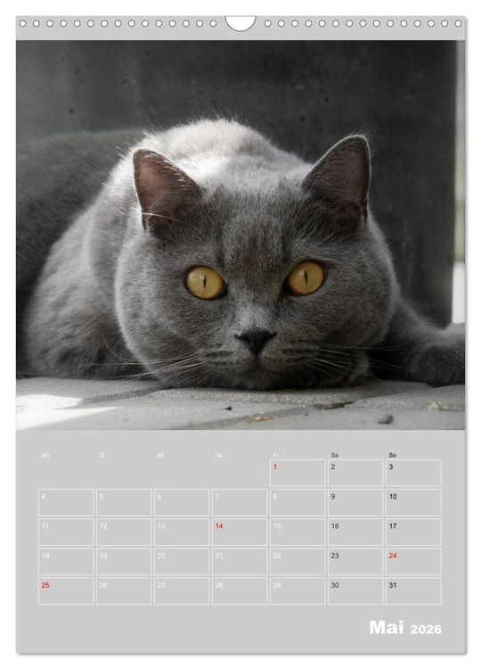Produktbild: Graue Engel - Britischkurzhaar-Katzen (Wandkalender 2026 DIN A3 hoch), CALVENDO Monatskalender