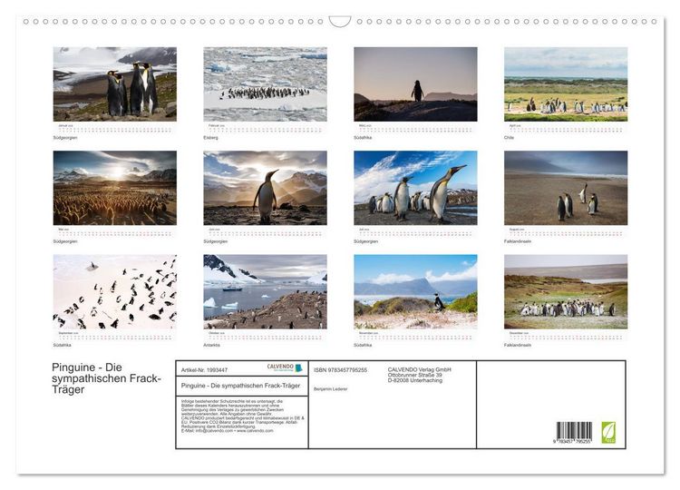 Produktbild: Pinguine - Die sympathischen Frack-Tr&auml;ger (Wandkalender 2026 DIN A2 quer), CALVENDO Monatskalender