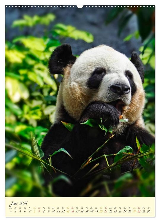 Produktbild: Riesenpanda (Wandkalender 2026 DIN A2 hoch), CALVENDO Monatskalender