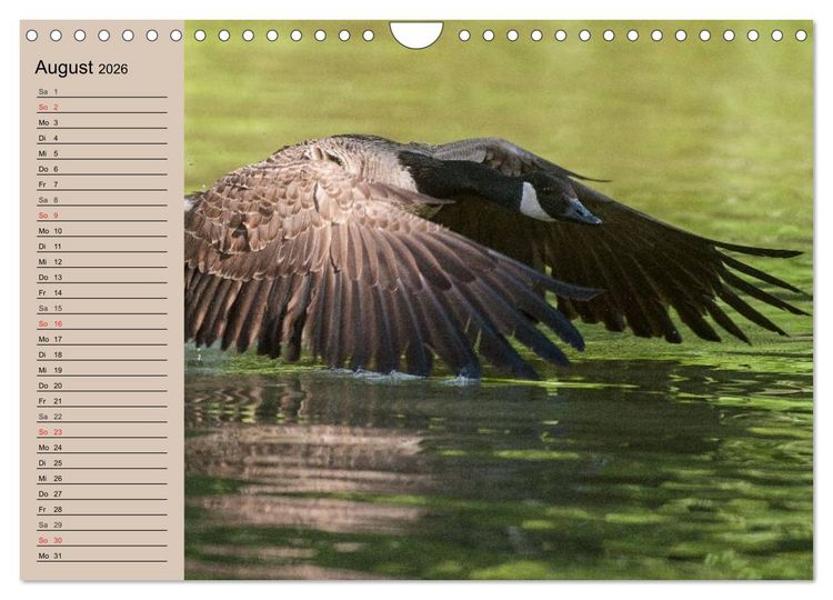 Produktbild: G&auml;nse und Enten. Schnattern, watscheln, quaken! (Wandkalender 2026 DIN A4 quer), CALVENDO Monatskalender