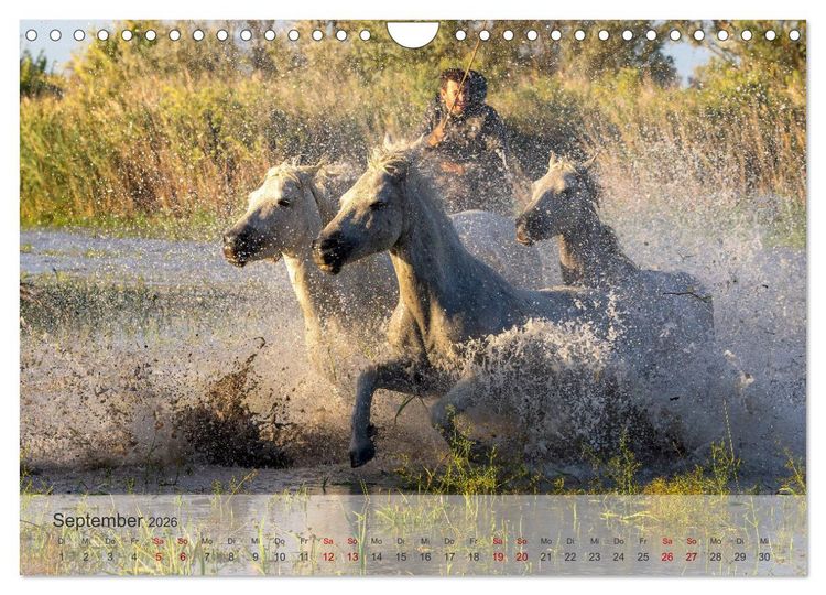Produktbild: Die wei&szlig;en Pferde der Camargue (Wandkalender 2026 DIN A4 quer), CALVENDO Monatskalender