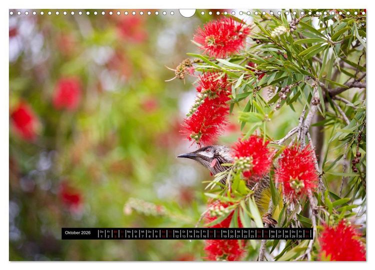 Produktbild: Faszination Australien - Welt der V&ouml;gel (Wandkalender 2026 DIN A3 quer), CALVENDO Monatskalender