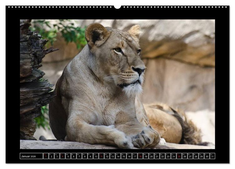 Produktbild: Dresdner Zootiere 2026 (hochwertiger Premium Wandkalender 2026 DIN A2 quer), Kunstdruck in Hochglanz