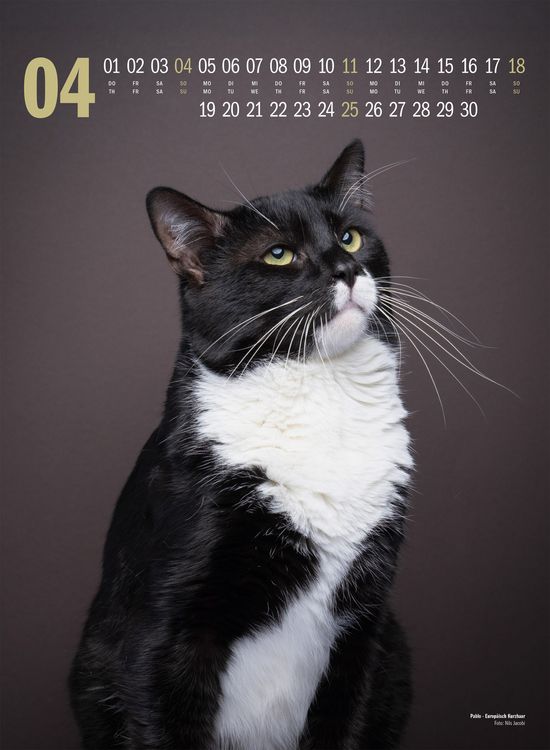 Produktbild: Catography Katzen-Kalender 2027