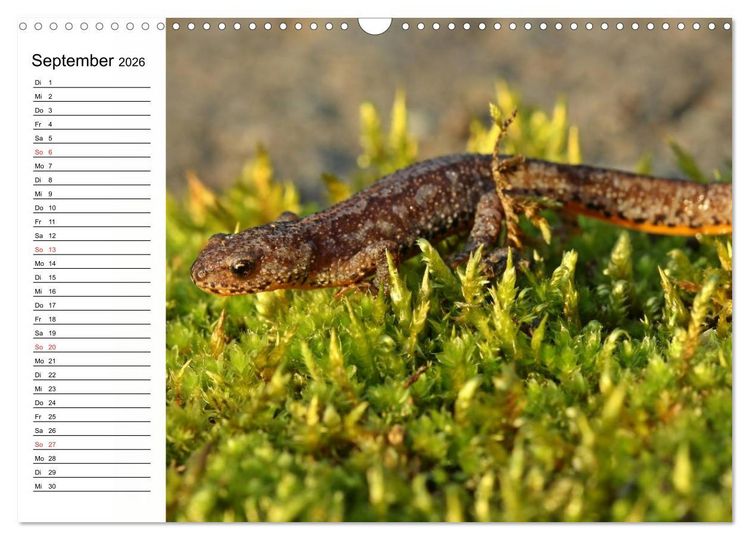 Produktbild: Amphibien und Reptilien (Wandkalender 2026 DIN A3 quer), CALVENDO Monatskalender