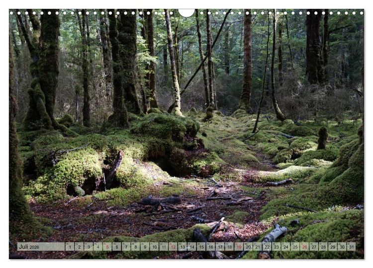 Produktbild: Prim&auml;rwald - Neuseeland (Wandkalender 2026 DIN A3 quer), CALVENDO Monatskalender
