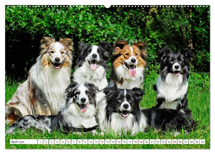 Produktbild: Border Collie - Das Universalgenie unter den Hunden (hochwertiger Premium Wandkalender 2026 DIN A2 quer), Kunstdruck in Hochglanz