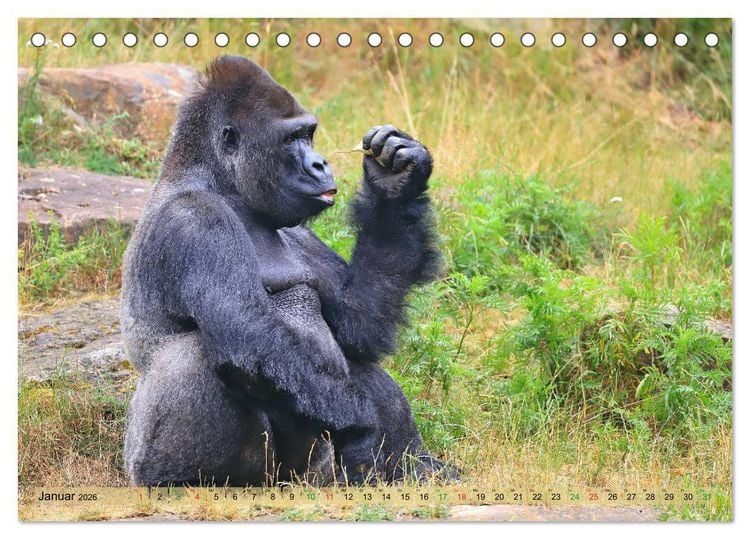 Produktbild: Flachlandgorillas in Apenheul (Tischkalender 2026 DIN A5 quer), CALVENDO Monatskalender