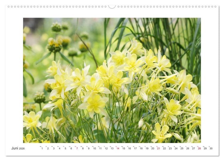 Produktbild: Akeleien im Garten (Wandkalender 2026 DIN A2 quer), CALVENDO Monatskalender
