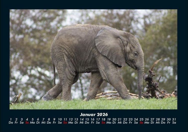 Produktbild: Elefanten - Die sanften Riesen Afrikas 2026 Fotokalender DIN A4