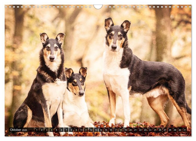Produktbild: Smooth Collies (Wandkalender 2026 DIN A3 quer), CALVENDO Monatskalender